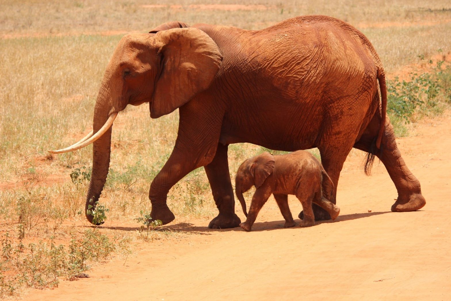 6 OCTOBER 2022 : animal adoption scheme